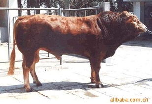 優(yōu)質(zhì)肉牛投資指南 山東億財牧業(yè)的低風(fēng)險飼養(yǎng)與銷售前景