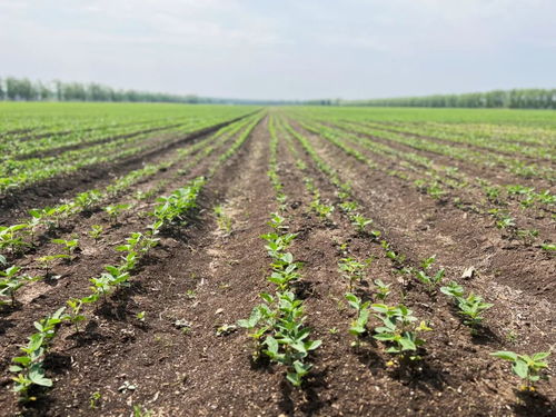 齊齊哈爾創(chuàng)新模式，為牲畜供需雙方搭建火熱銷售橋梁