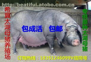 太湖母豬價格、廠家與供應(yīng)商推薦 鹽城市亭湖區(qū)南洋鎮(zhèn)沂之水農(nóng)產(chǎn)品經(jīng)營部熱賣中